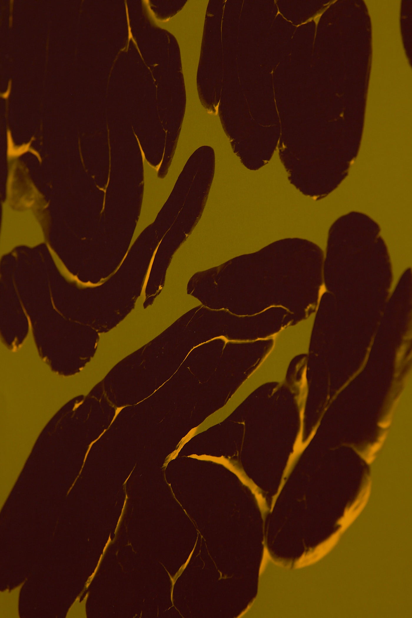 Echo | Poster | Adèle Tornberg