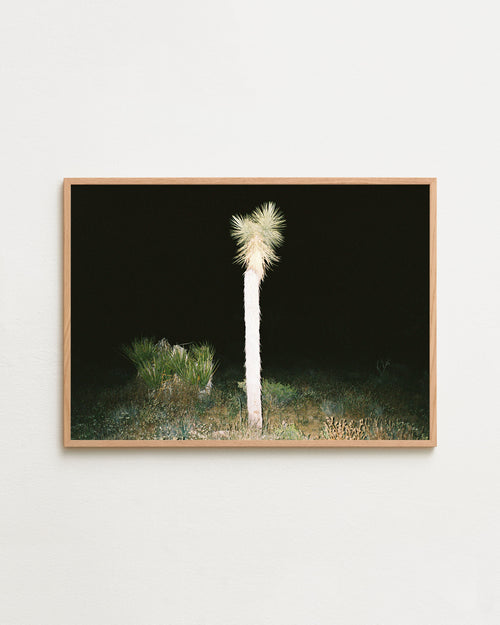 Framed photograph of a tall, white cactus-like plant against a dark background